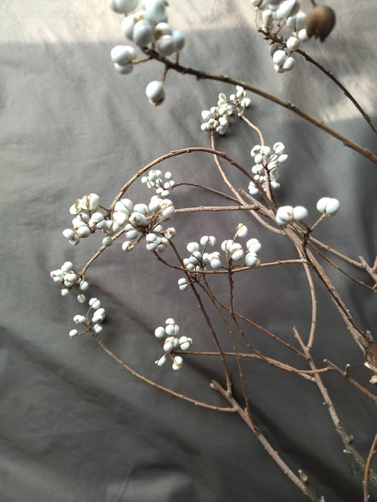 Amazon.co.jp: ナンキンハゼ。ナンキンハゼの実。長いナンキンハゼ